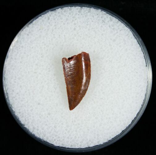 Fine Raptor Tooth From Morocco - #6899